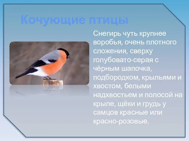 Снегирь чуть крупнее воробья, очень плотного сложения, сверху голубовато-серая с чёрным шапочка,