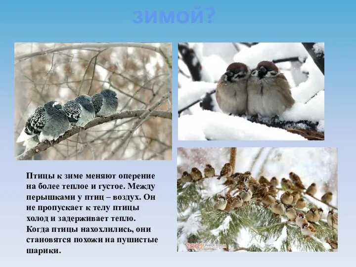 Как птицы живут зимой? Птицы к зиме меняют оперение на более теплое