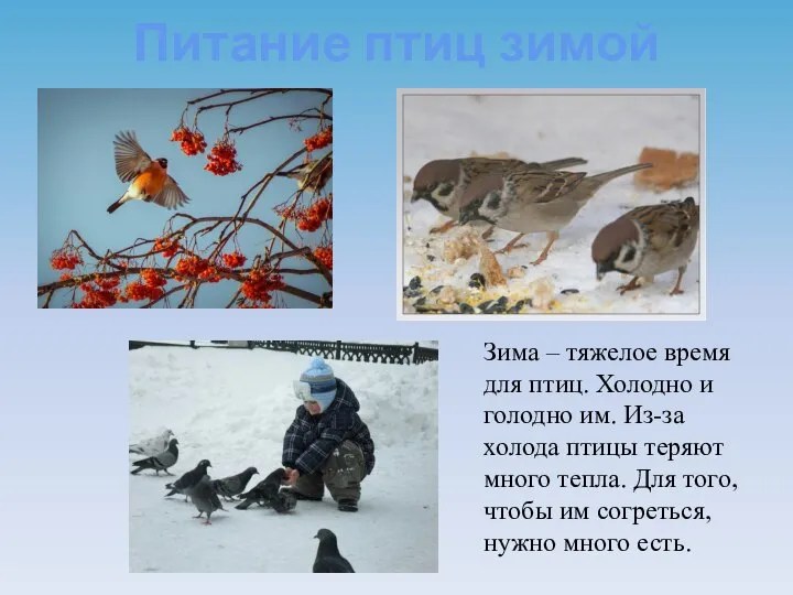 Питание птиц зимой Зима – тяжелое время для птиц. Холодно и голодно
