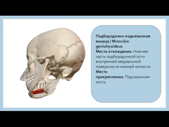 Подбородочно-подъязычная мышца / Musculus geniohyoideus Место отхождения. Нижняя часть подбородочной ости внутренней