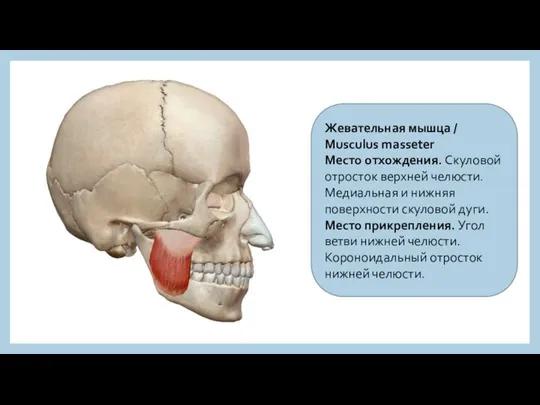 Жевательная мышца / Musculus masseter Место отхождения. Скуловой отросток верхней челюсти. Медиальная