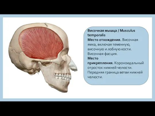 Височная мышца / Musculus temporalis Место отхождения. Височная ямка, включая теменную, височную