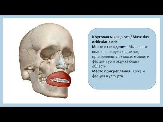 Круговая мышца рта / Musculus orbicularis oris Место отхождения. Мышечные волокна, окружающие
