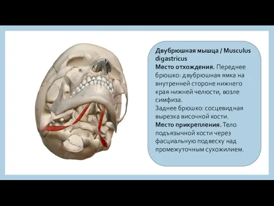 Двубрюшная мышца / Musculus digastricus Место отхождения. Переднее брюшко: двубрюшная ямка на