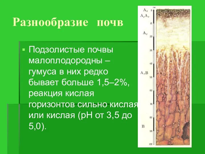 Разнообразие почв Подзолистые почвы малоплодородны – гумуса в них редко бывает больше
