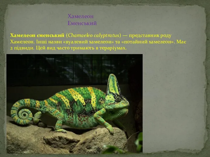 Хамелеон єменський (Chamaeleo calyptratus) — представник роду Хамелеон. Інші назви «вуалевий хамелеон»