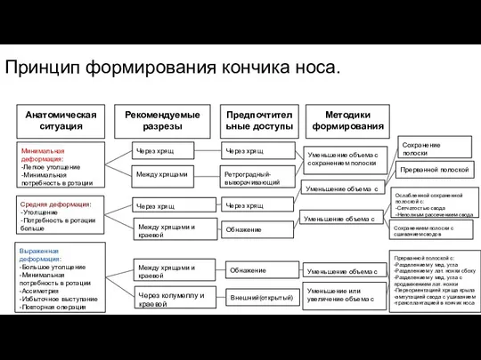 Принцип формирования кончика носа. Анатомическая ситуация Рекомендуемые разрезы Предпочтительные доступы Методики формирования