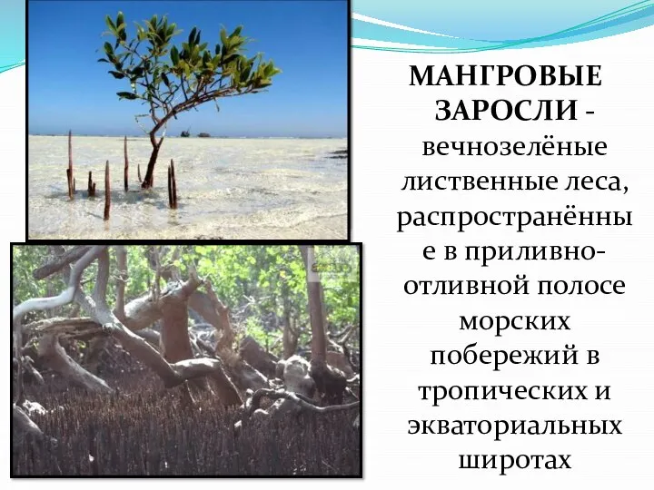 МАНГРОВЫЕ ЗАРОСЛИ - вечнозелёные лиственные леса, распространённые в приливно-отливной полосе морских побережий