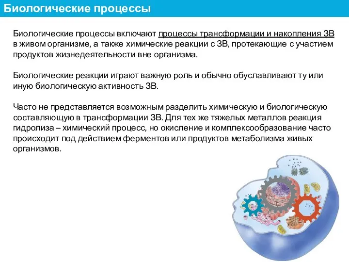 Биологические процессы включают процессы трансформации и накопления ЗВ в живом организме, а