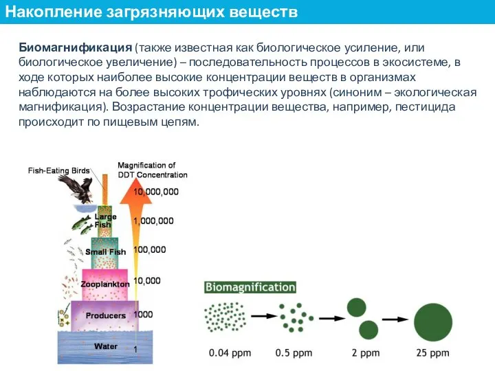 Биомагнификация (также известная как биологическое усиление, или биологическое увеличение) – последовательность процессов