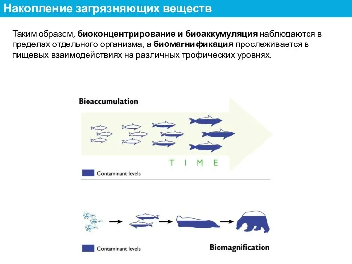 Таким образом, биоконцентрирование и биоаккумуляция наблюдаются в пределах отдельного организма, а биомагнификация