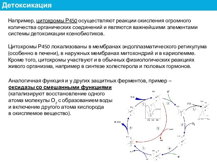 Например, цитохромы Р450 осуществляют реакции окисления огромного количества органических соединений и являются