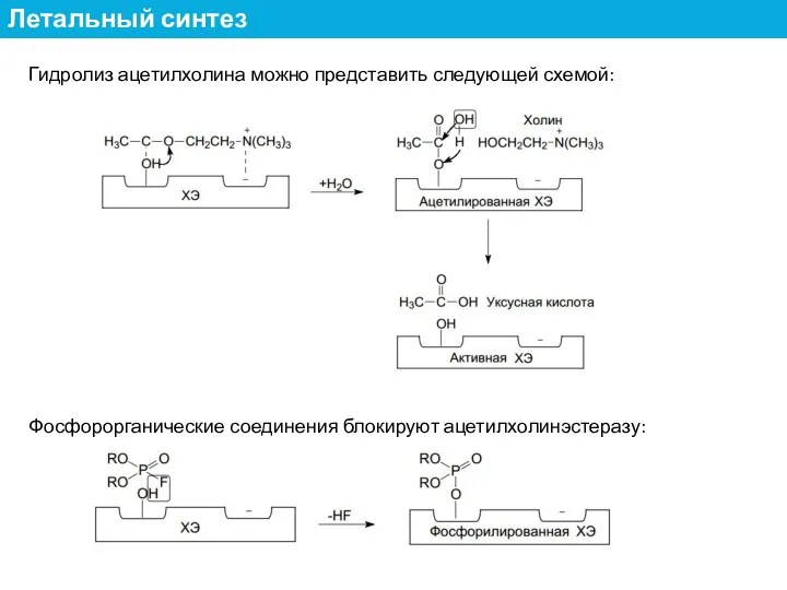 Гидролиз ацетилхолина можно представить следующей схемой: Фосфорорганические соединения блокируют ацетилхолинэстеразу: Летальный синтез