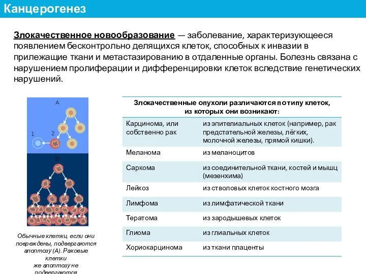 Злокачественное новообразование — заболевание, характеризующееся появлением бесконтрольно делящихся клеток, способных к инвазии