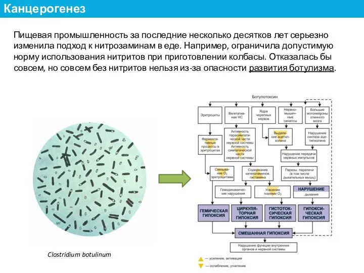 Пищевая промышленность за последние несколько десятков лет серьезно изменила подход к нитрозаминам