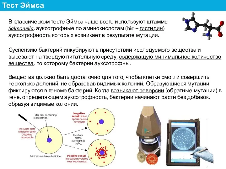 В классическом тесте Эймса чаще всего используют штаммы Salmonella, ауксотрофные по аминокислотам