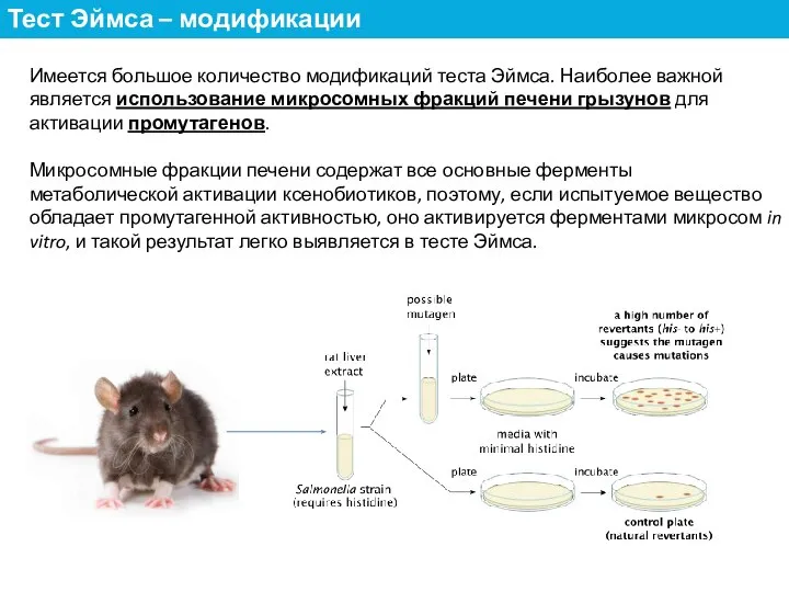 Имеется большое количество модификаций теста Эймса. Наиболее важной является использование микросомных фракций