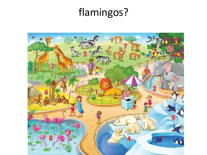 flamingos?