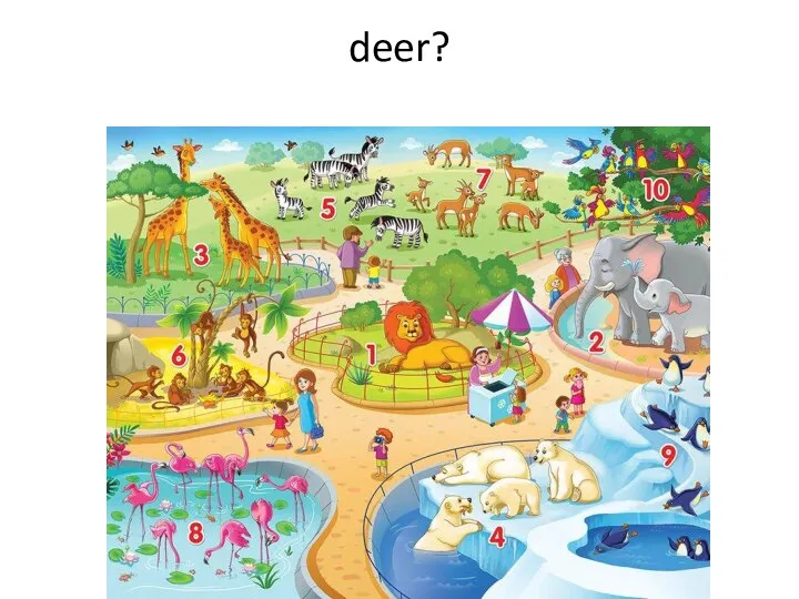 deer?