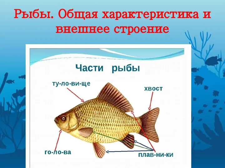 Рыбы. Общая характеристика и внешнее строение