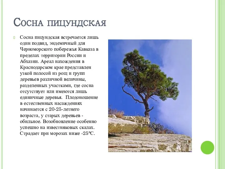 Сосна пицундская Сосна пицундская встречается лишь один подвид, эндемичный для Черноморского побережья