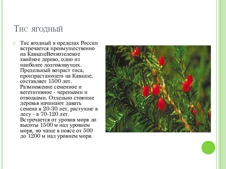 Тис ягодный Тис ягодный в пределах России встречается преимущественно на КавказеВечнозеленое хвойное