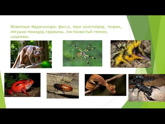 Животные Мадагаскара: фосса, паук-золотопряд, тенрек,лягушка-помидор,тараканы, листохвостый геккон, скорпион.