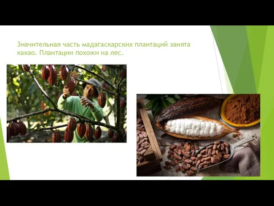 Значительная часть мадагаскарских плантаций занята какао. Плантации похожи на лес.