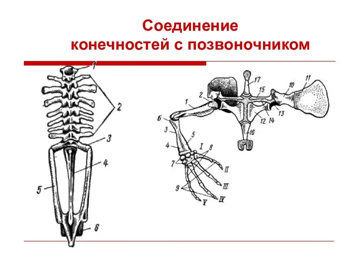 Соединение конечностей с позвоночником