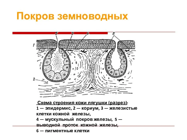 Схема строения кожи лягушки (разрез): 1 — эпидермис, 2 — кориум, 3