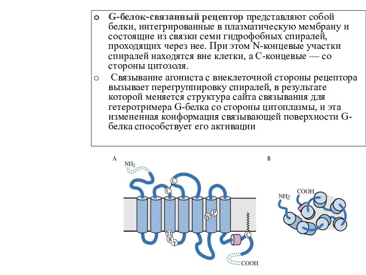 G-белок-связанный рецептор представляют собой белки, интегрированные в плазматическую мембрану и состоящие из