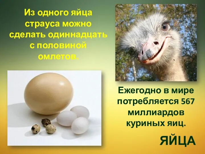 Из одного яйца страуса можно сделать одиннадцать с половиной омлетов. ЯЙЦА Ежегодно