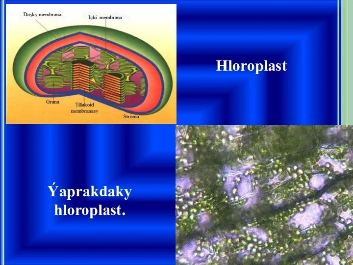 Hloroplast Ýaprakdaky hloroplast.