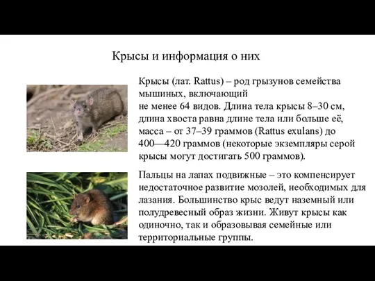 Крысы и информация о них Крысы (лат. Rattus) – род грызунов семейства