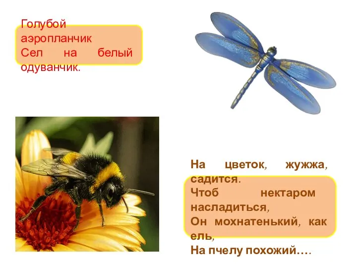 Голубой аэропланчик Сел на белый одуванчик. На цветок, жужжа, садится. Чтоб нектаром