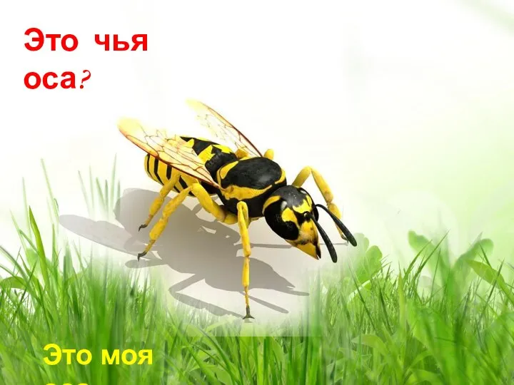 Это моя оса. Это чья оса?