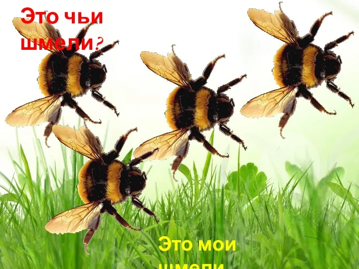 Это мои шмели Это чьи шмели?