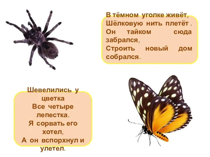 В тёмном уголке живёт, Шёлковую нить плетёт . Он тайком сюда забрался,