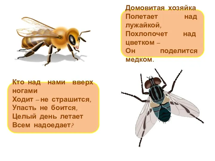 Домовитая хозяйка Полетает над лужайкой, Похлопочет над цветком – Он поделится медком.