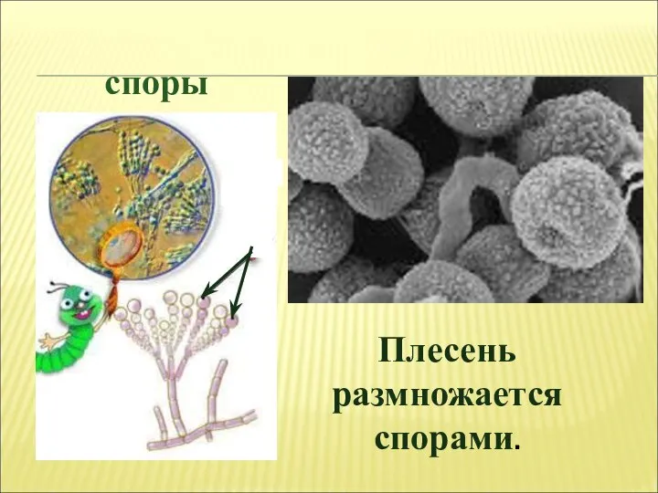 споры Плесень размножается спорами.