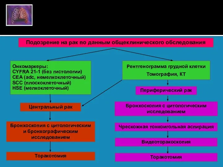 Диагностика рака легкого (схема) Подозрение на рак по данным общеклинического обследования Рентгенограмма