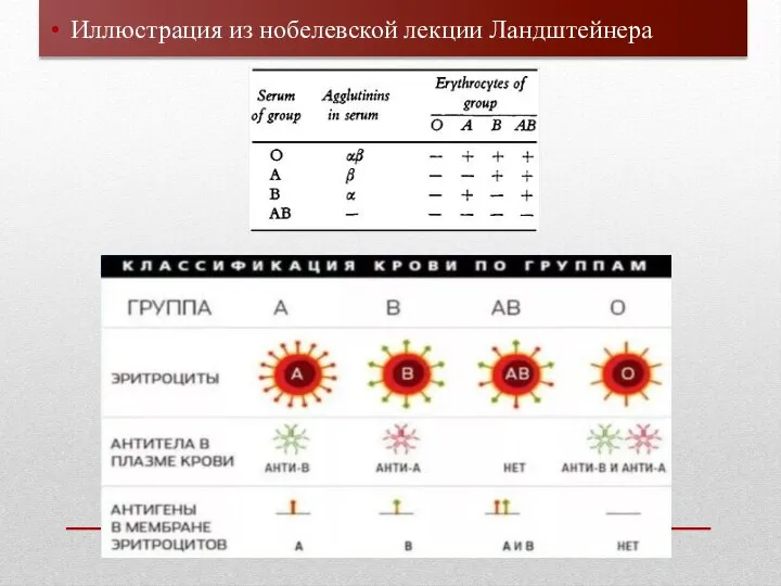 Иллюстрация из нобелевской лекции Ландштейнера