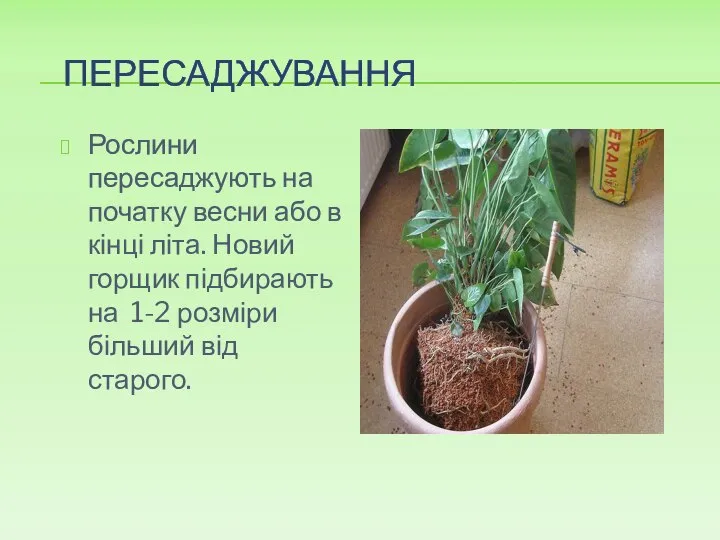 ПЕРЕСАДЖУВАННЯ Рослини пересаджують на початку весни або в кінці літа. Новий горщик