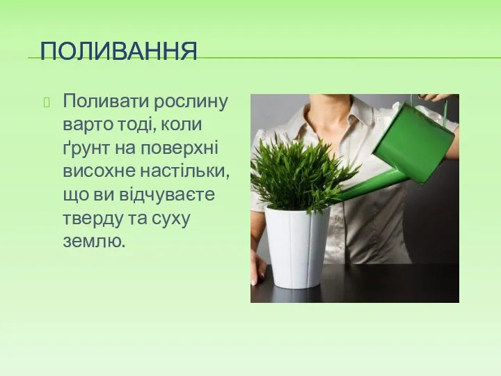 ПОЛИВАННЯ Поливати рослину варто тоді, коли ґрунт на поверхні висохне настільки, що