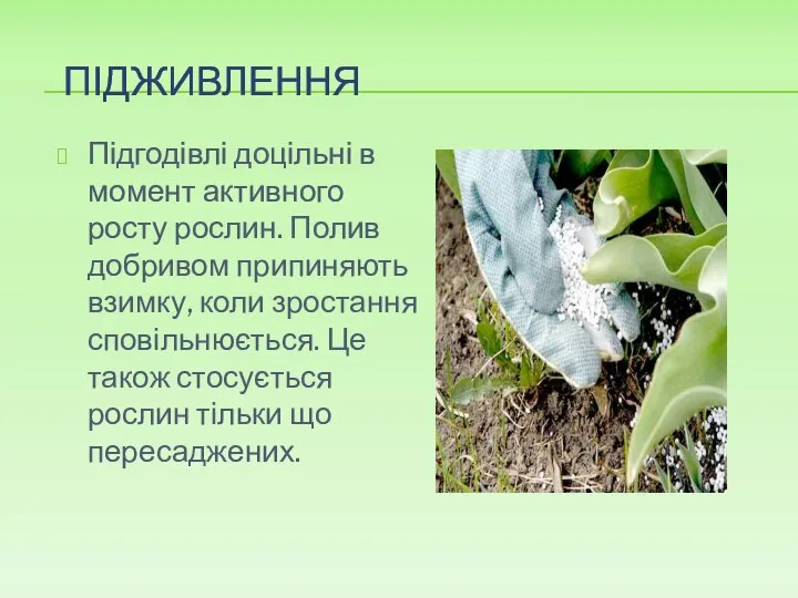 ПІДЖИВЛЕННЯ Підгодівлі доцільні в момент активного росту рослин. Полив добривом припиняють взимку,