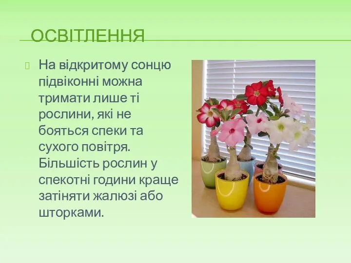 ОСВІТЛЕННЯ На відкритому сонцю підвіконні можна тримати лише ті рослини, які не