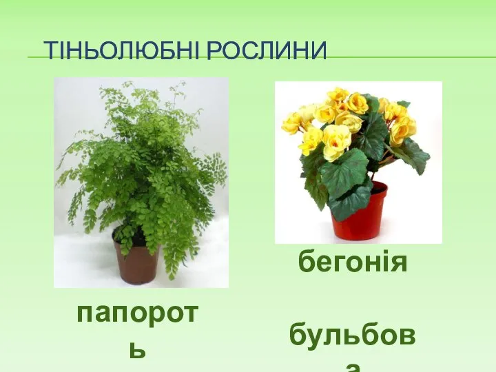 ТІНЬОЛЮБНІ РОСЛИНИ папороть бегонія бульбова