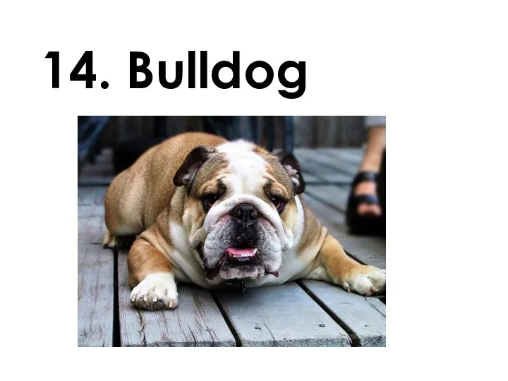 14. Bulldog