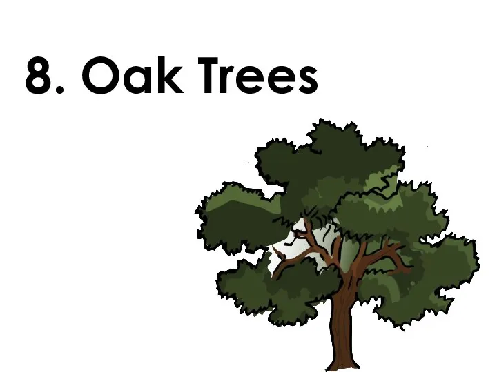 8. Oak Trees