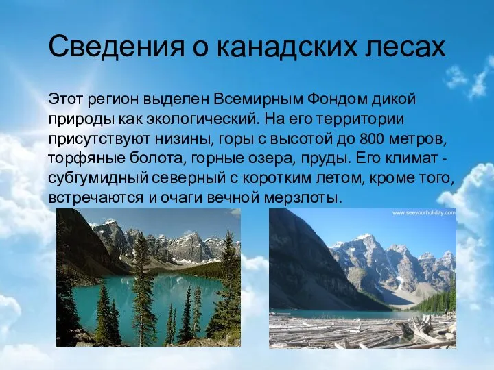 Сведения о канадских лесах Этот регион выделен Всемирным Фондом дикой природы как